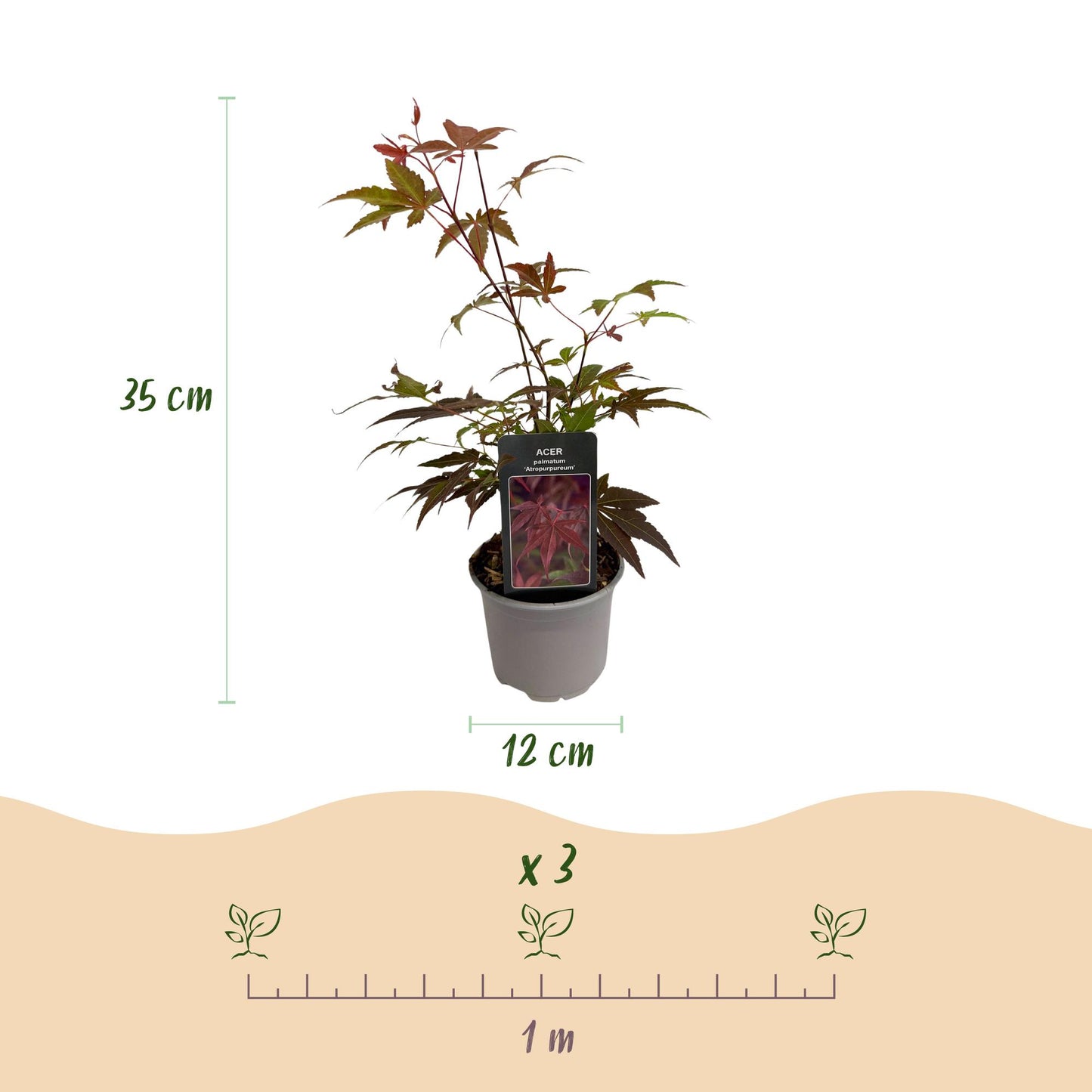 GreenboutiQ - Gartenpflanze - Acer palmatum Atropurpureum - Lila - 3 Pflanzen - Laubabwerfend - Pflegeleicht - Topf 12cm Höhe 35cm