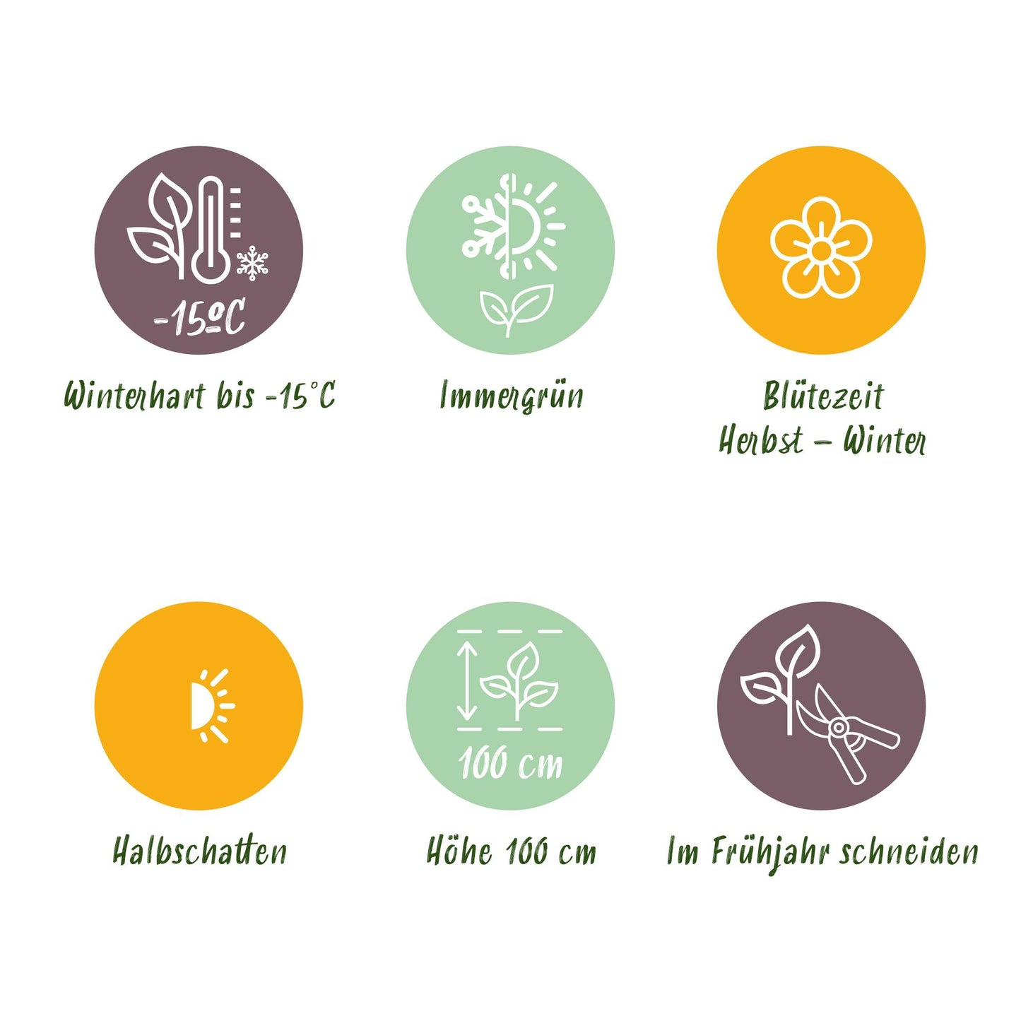 GreenboutiQ - Terrassenpflanze - Skimmia japonica Rubella - Blüte Rot - 10+ Blüten - 3 Pflanzen - Winterhart - Topf 10,5cm Höhe 25cm