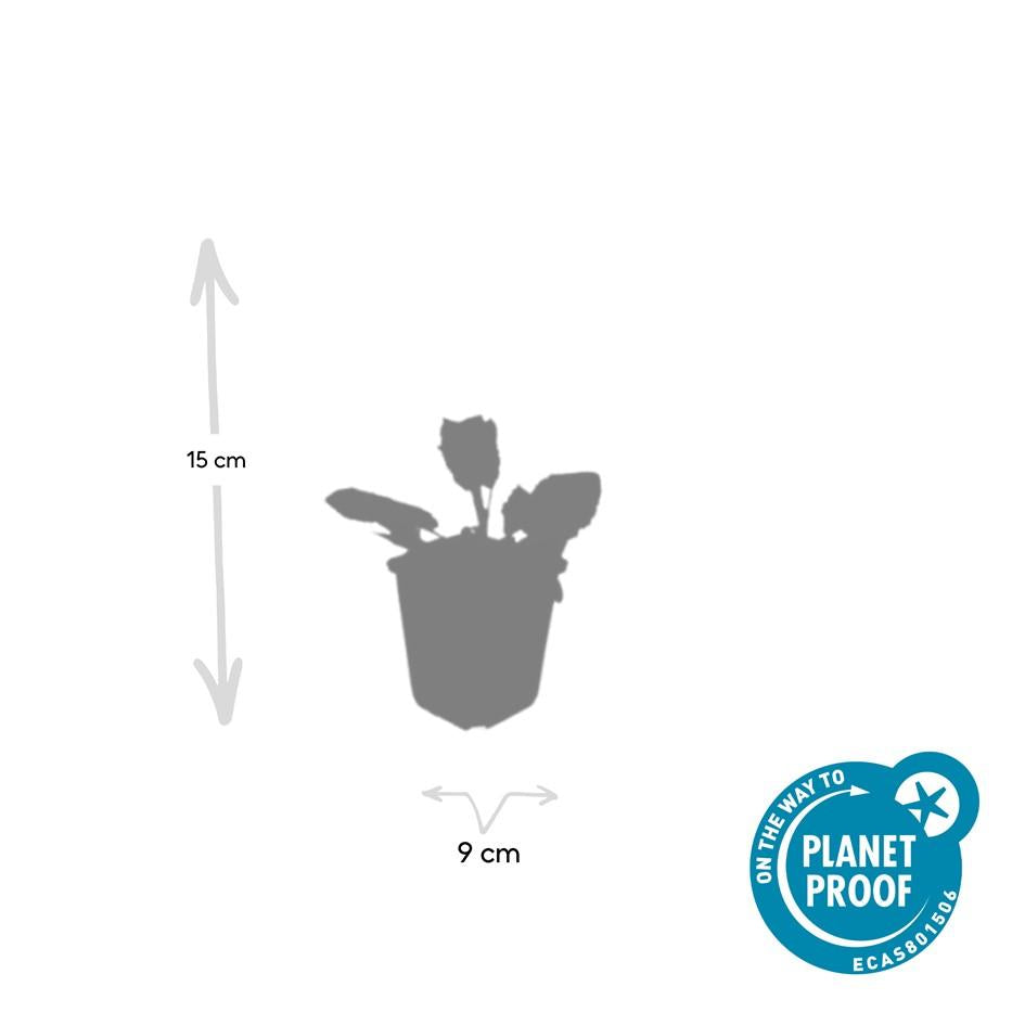 40x Salvia nem. 'Mainacht' - ↕10-25cm - Ø9cm