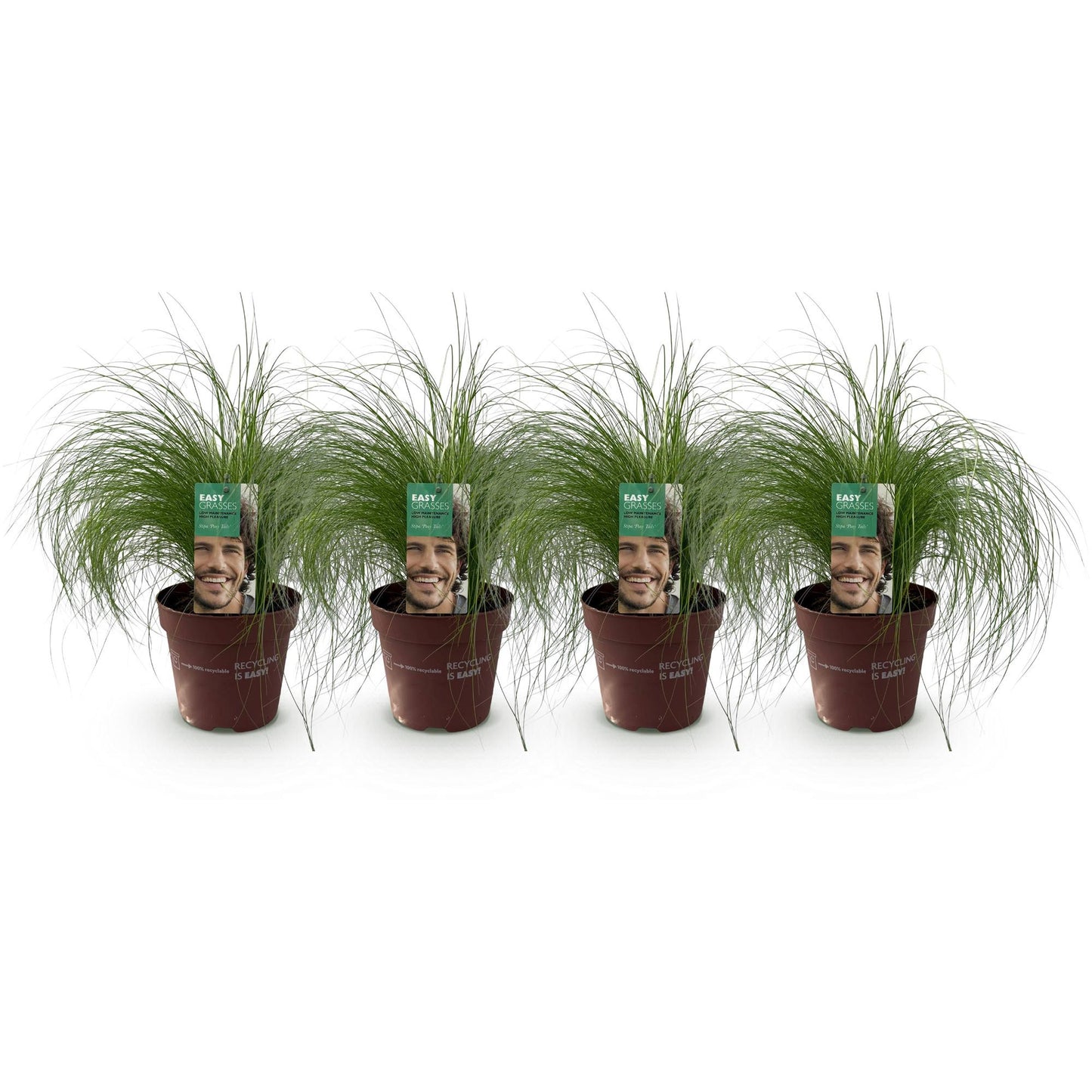 GreenboutiQ - Ziergräser - Stipa tenuifolia Pony Tails - Grün - 4 Pflanzen - Immergrün - Wenig Pflege - Topf 17cm Höhe 50cm