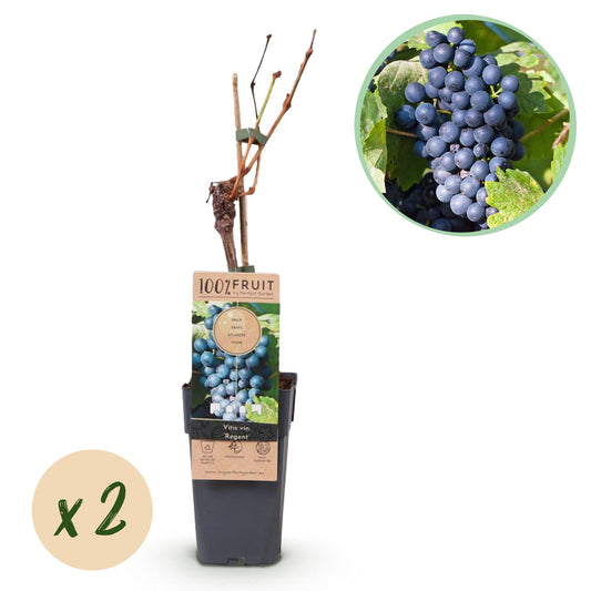 GreenboutiQ - Obstpflanze - Blaue Traube - Vitis vinifera Regent - 2 Pflanzen - Topf 15cm Höhe 50cm