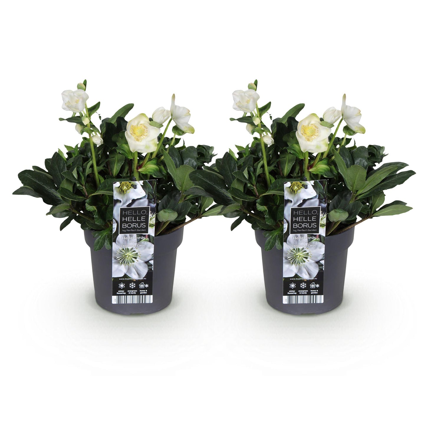 GreenboutiQ - Gartenpflanze - Weihnachtsrose - Helleborus Christmas Carol - Weiße Blüte - 2 Pflanzen - Immergrün - Topf 17cm Höhe 35cm