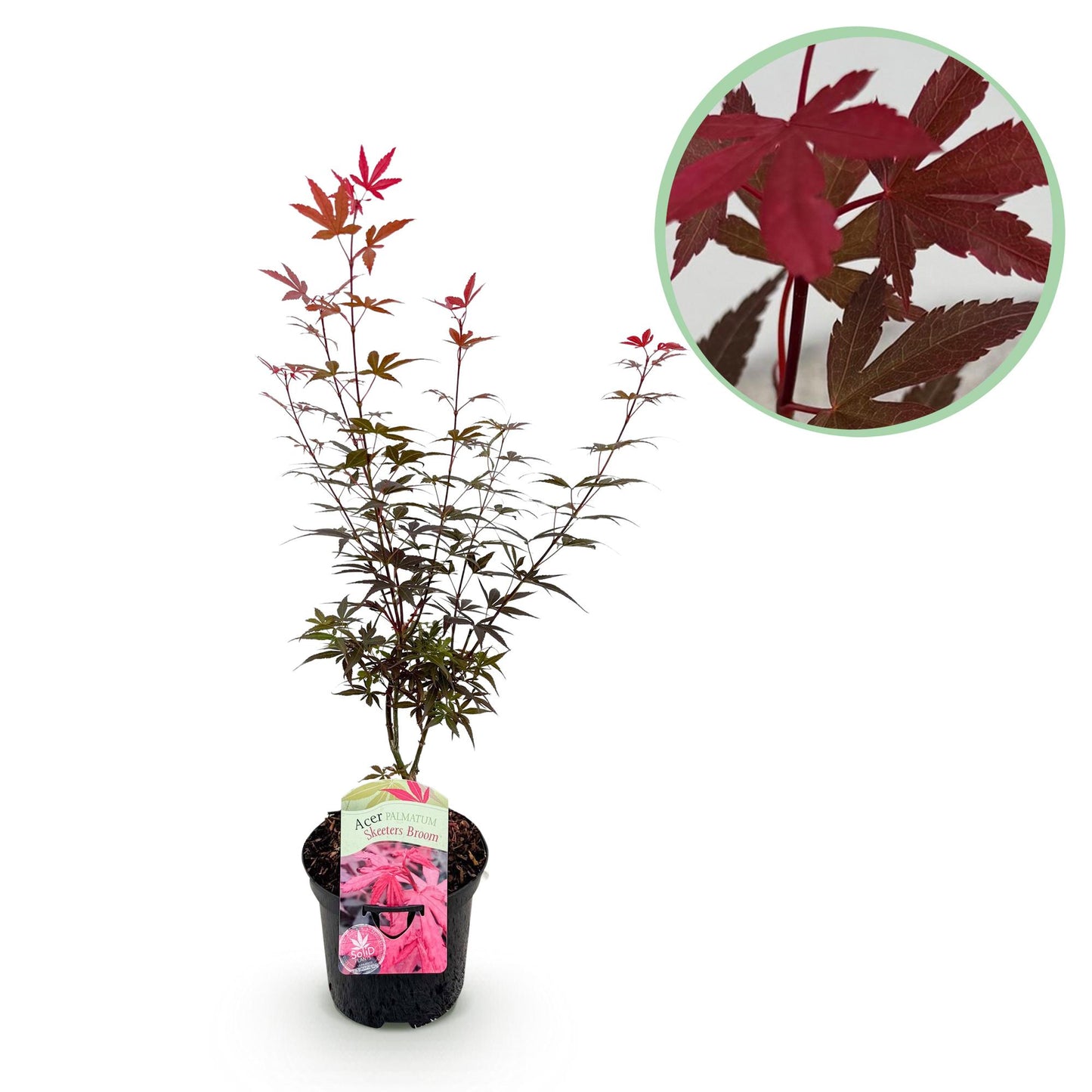 GreenboutiQ - Balkonpflanze - Japanischer Ahorn - Acer palmatum Skeeters Broom - Lila - 1 Pflanze - Laubabwerfend - Topf 19cm Höhe 70cm