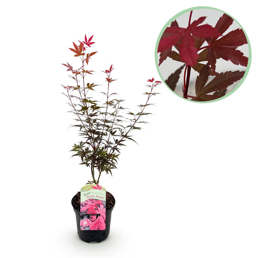 GreenboutiQ - Balkonpflanze - Japanischer Ahorn - Acer palmatum Skeeters Broom - Lila - 1 Pflanze - Laubabwerfend - Topf 19cm Höhe 70cm