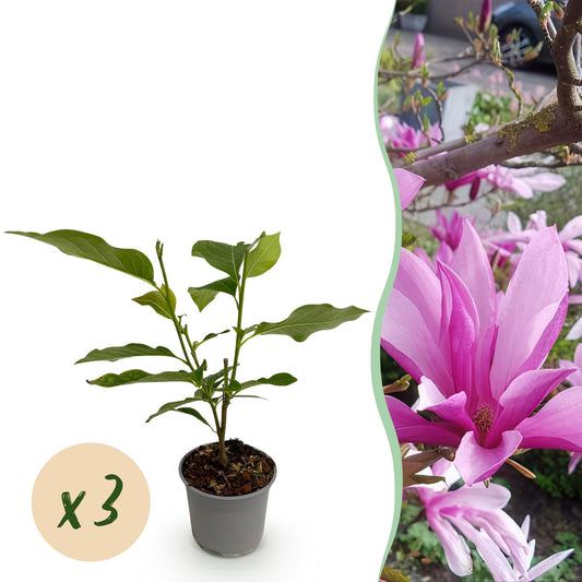 GreenboutiQ - Gartenpflanze - Magnolia Susan - Blüte Lila - 3 Pflanzen - Laubabwerfend - Wenig Pflege - Topf 12cm Höhe 30cm