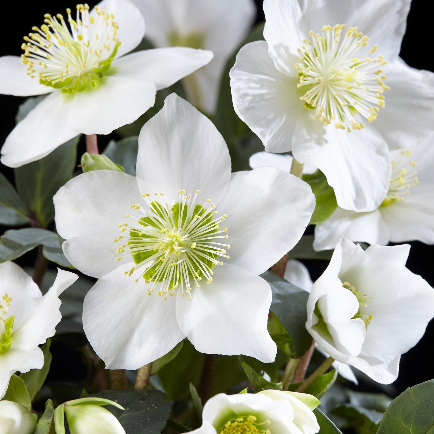 GreenboutiQ - Gartenpflanze - Weihnachtsrose - Helleborus Christmas Carol - Weiße Blüte - 1 Pflanze - Immergrün - Topf 14cm Höhe 30cm