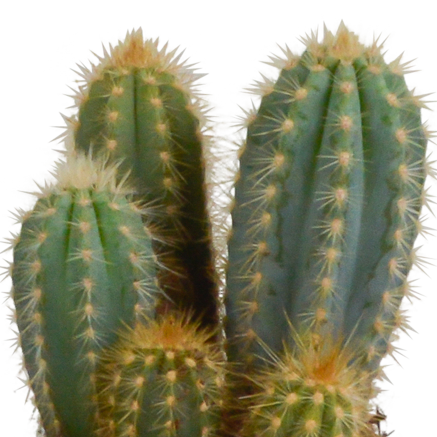 Cereus-Mischung 10,5 cm - 3x - in witte pot