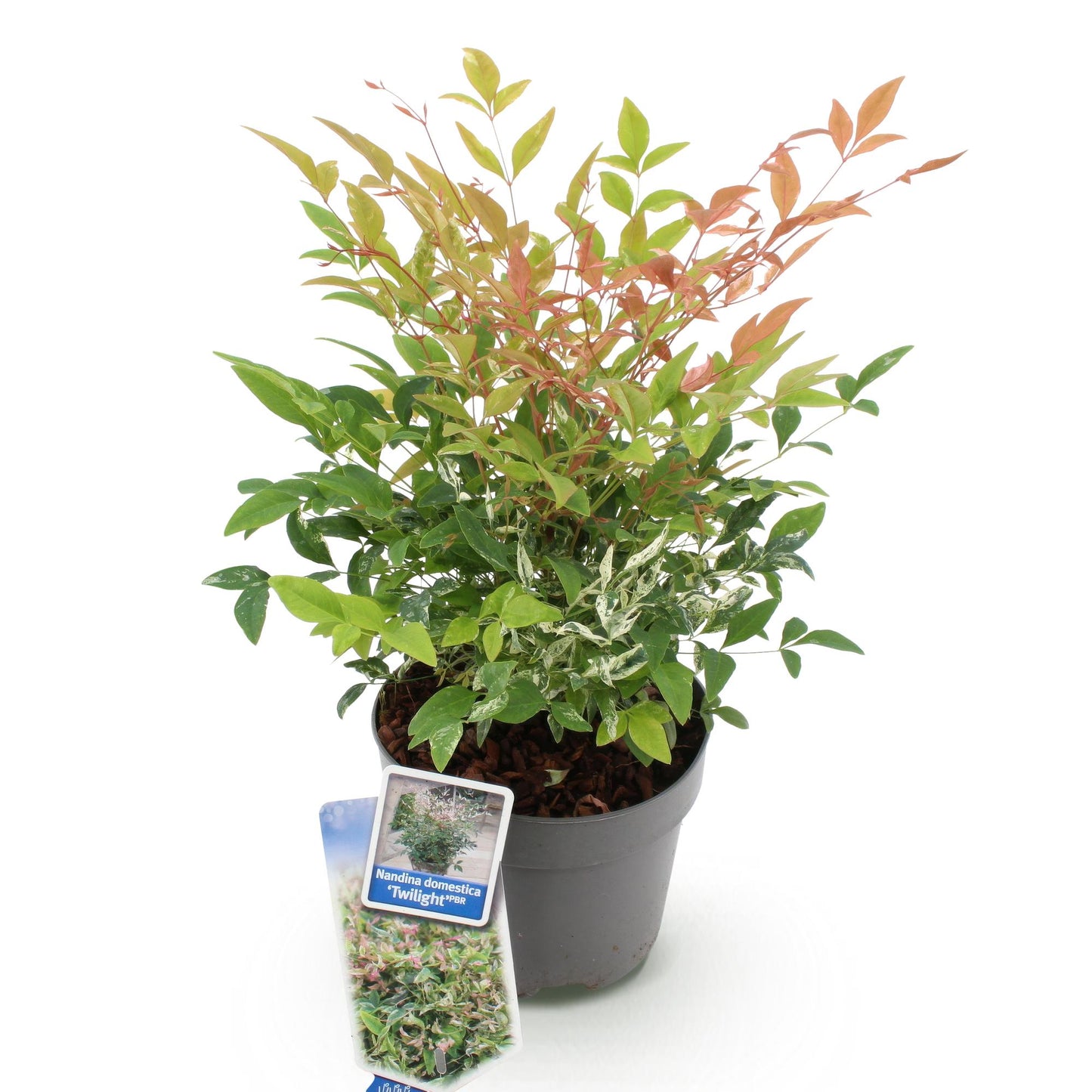GreenboutiQ - Gartenpflanze - Nandina Twilight - Bunt & Rosa - 1 Pflanze - Immergrün - Wenig Pflege - Topf 17cm Höhe 45cm