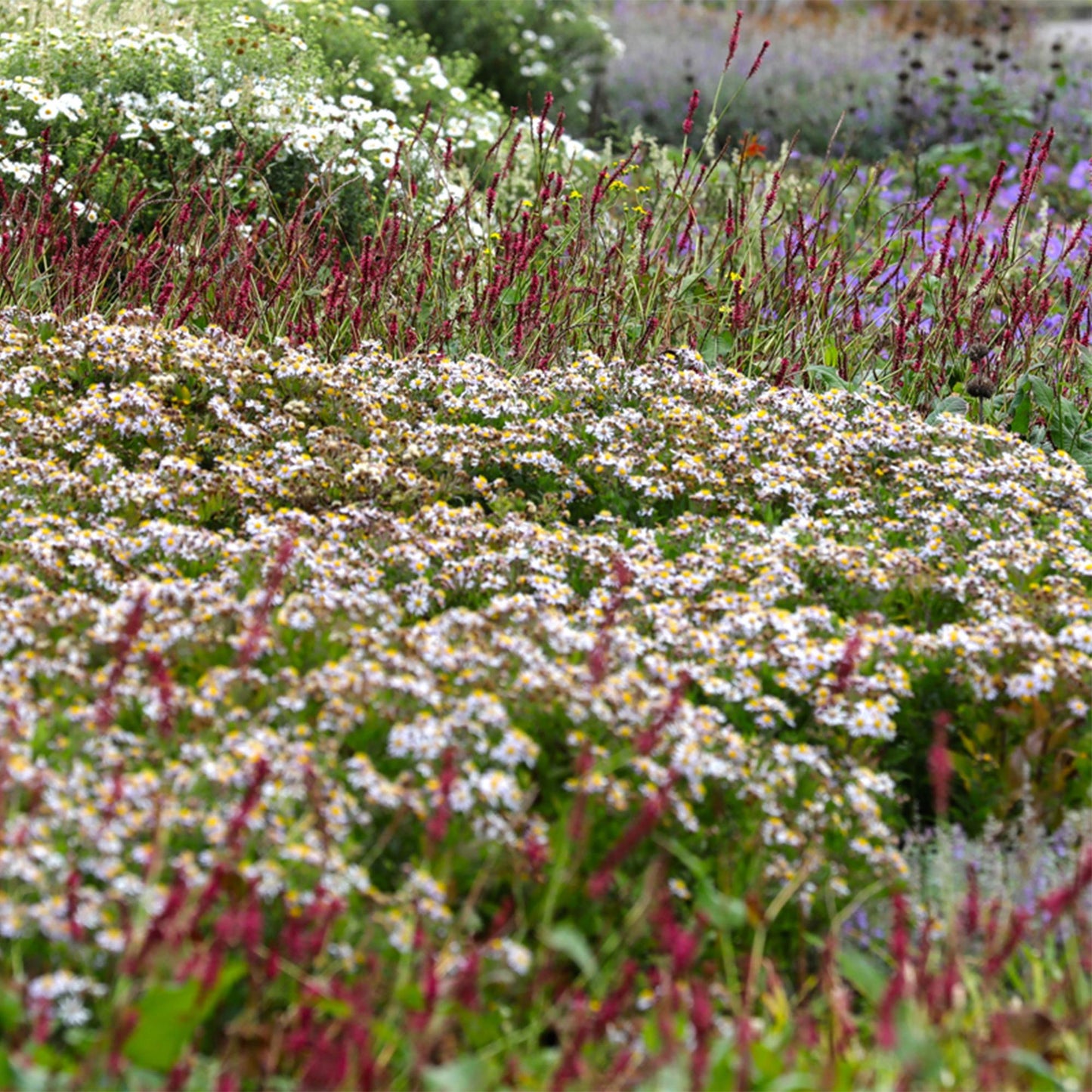 GreenboutiQ - Staudenpaket - Schatten - 8 Stauden - Für 1 m2 - Verschiedene Farben - Wenig Pflege - Topf 11cm