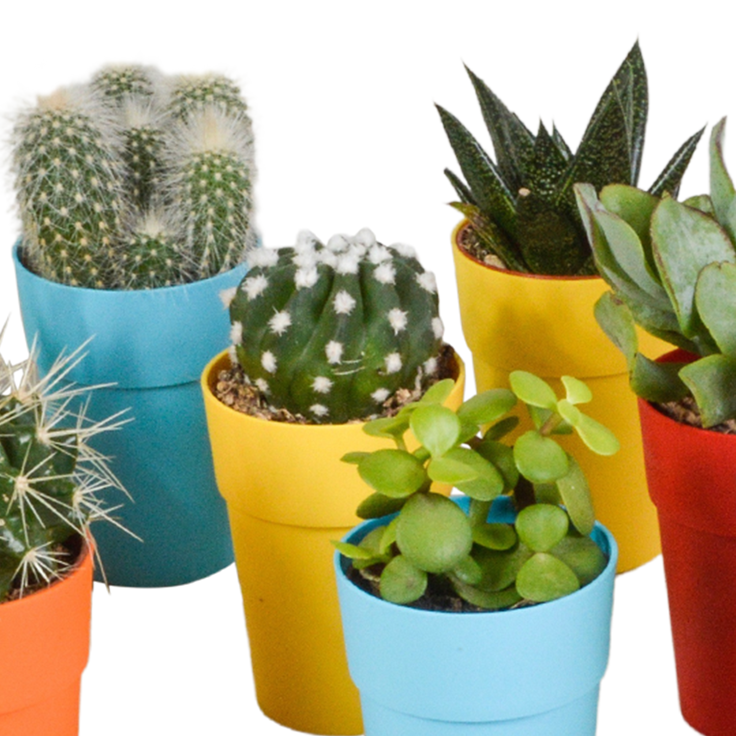 Cactus en vetplanten Mischung 5,5 cm | 15 stück - in gekleurde plasticpot