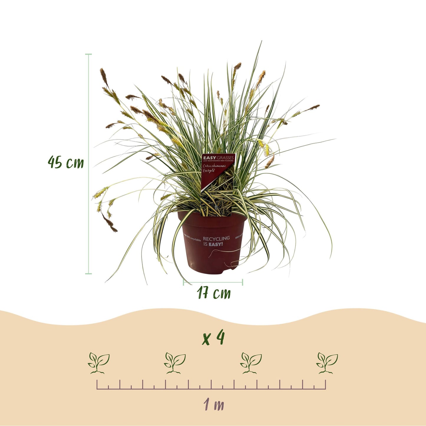 GreenboutiQ - Ziergräser - Carex oshimensis Evergold - Gelb & Grün - 4 Pflanzen - Immergrün - Wenig Pflege - Topf 17cm Höhe 50cm