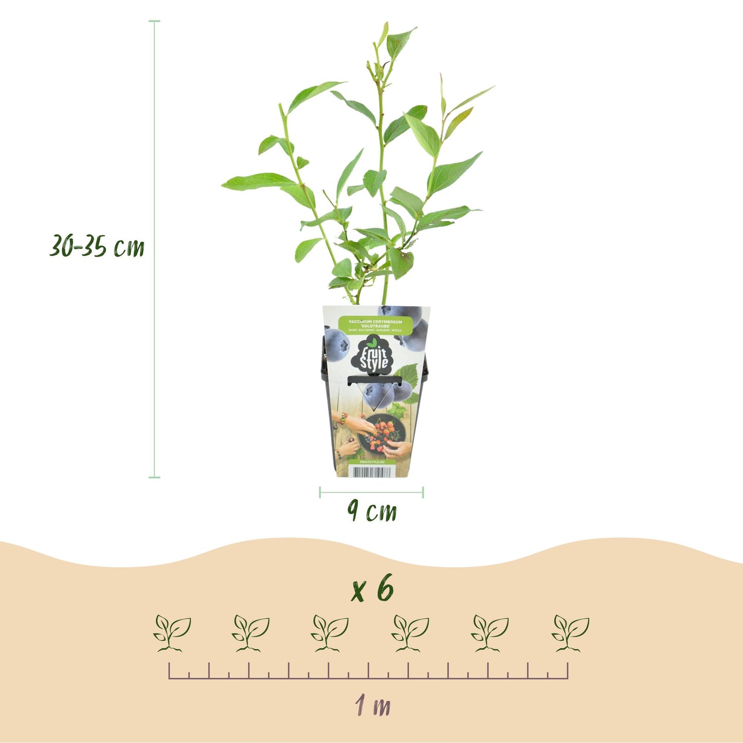 GreenboutiQ - Obstpflanzen - Blaubeere - Vaccinium corymbossum Goldtraube - Winterhart - 3 Pflanzen - Topf 9 cm - Blaubeere
