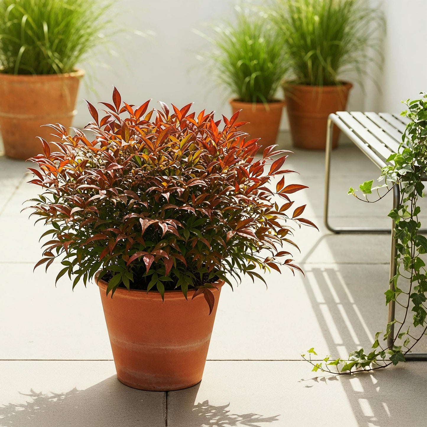 GreenboutiQ - Gartenpflanze - Nandina Gulfstream - Orange - 2 Pflanzen - Immergrün - Pflegeleicht - Topf 17cm Höhe 45cm