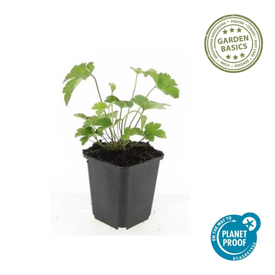 20x Anemone tom. 'Robustissima' - ↕10-25cm - Ø9cm