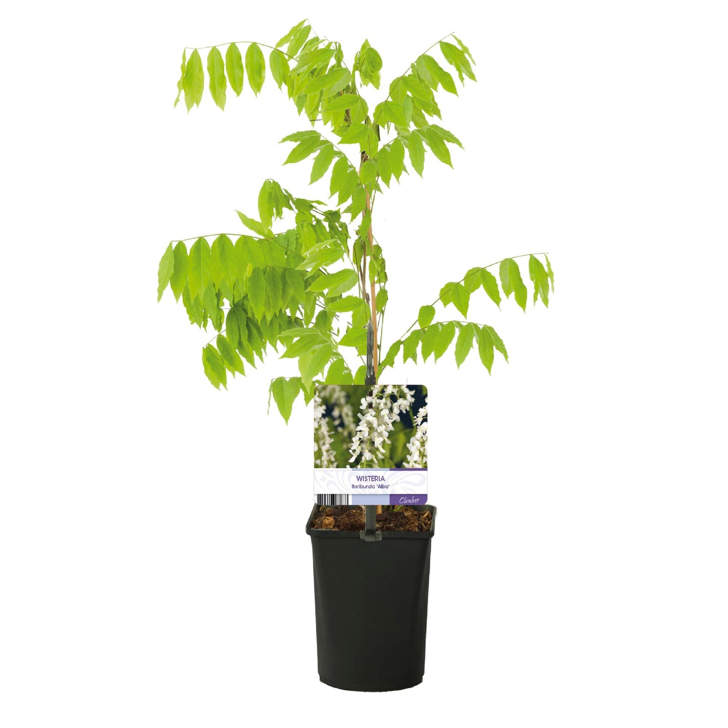 GreenboutiQ - Blauregen - Wisteria floribunda Alba - Blüte Weiß - 1 Pflanze - Topf 11cm Höhe 40cm