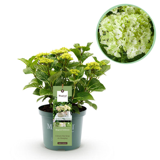 Green boutiQ - Balkonpflanze - Hortensie - Hydrangea Magical Nobless - Weiß - 6-10 Blüten - Topf 23cm Höhe 55cm