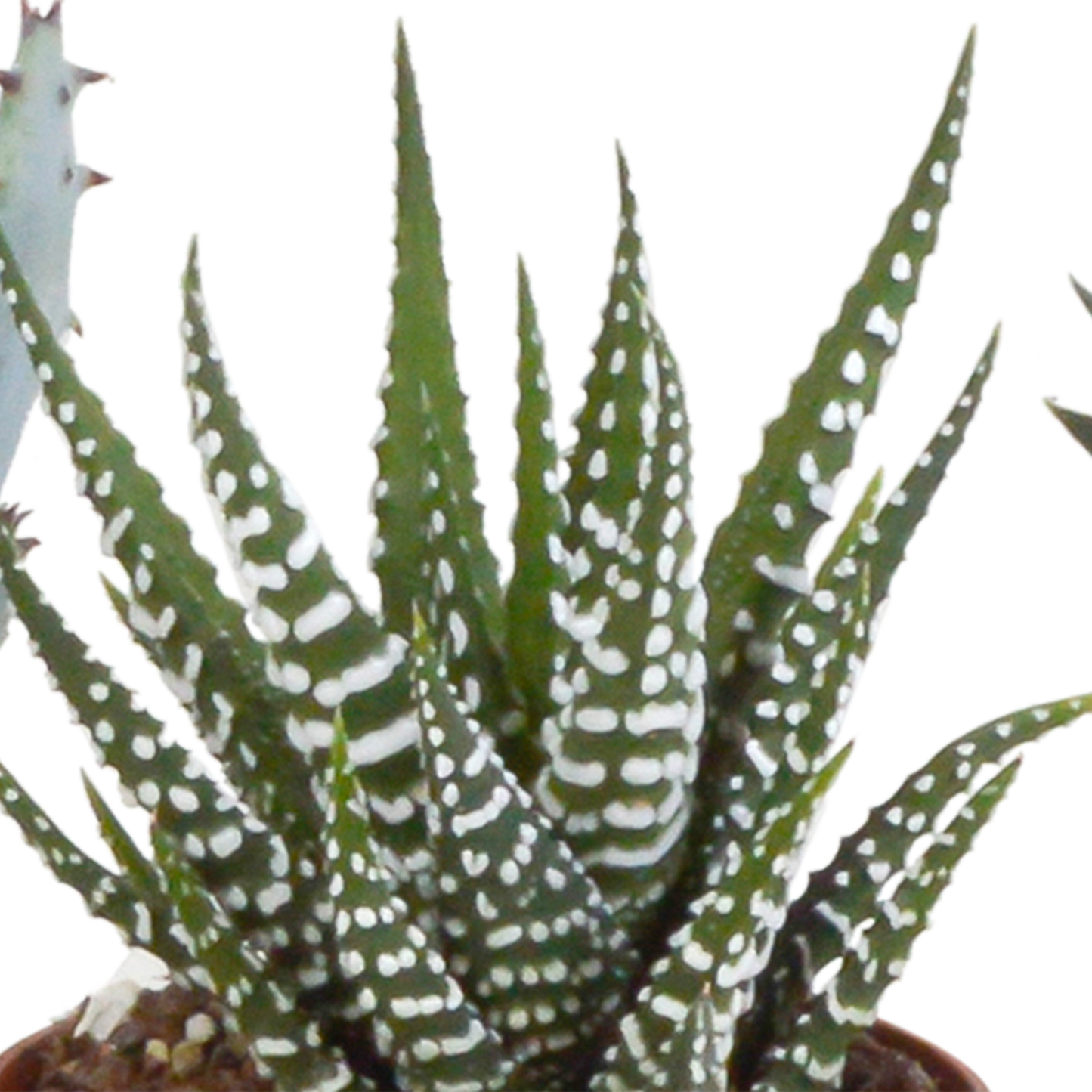 Gasteria/Haworthia-Mischung 5,5cm - zonder pot - 5x