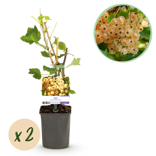 GreenboutiQ - Obstpflanze - Johannisbeere - Ribes rubrum White Pearl - Weiße Beere - 2 Pflanzen - Topf 11cm Höhe 40cm