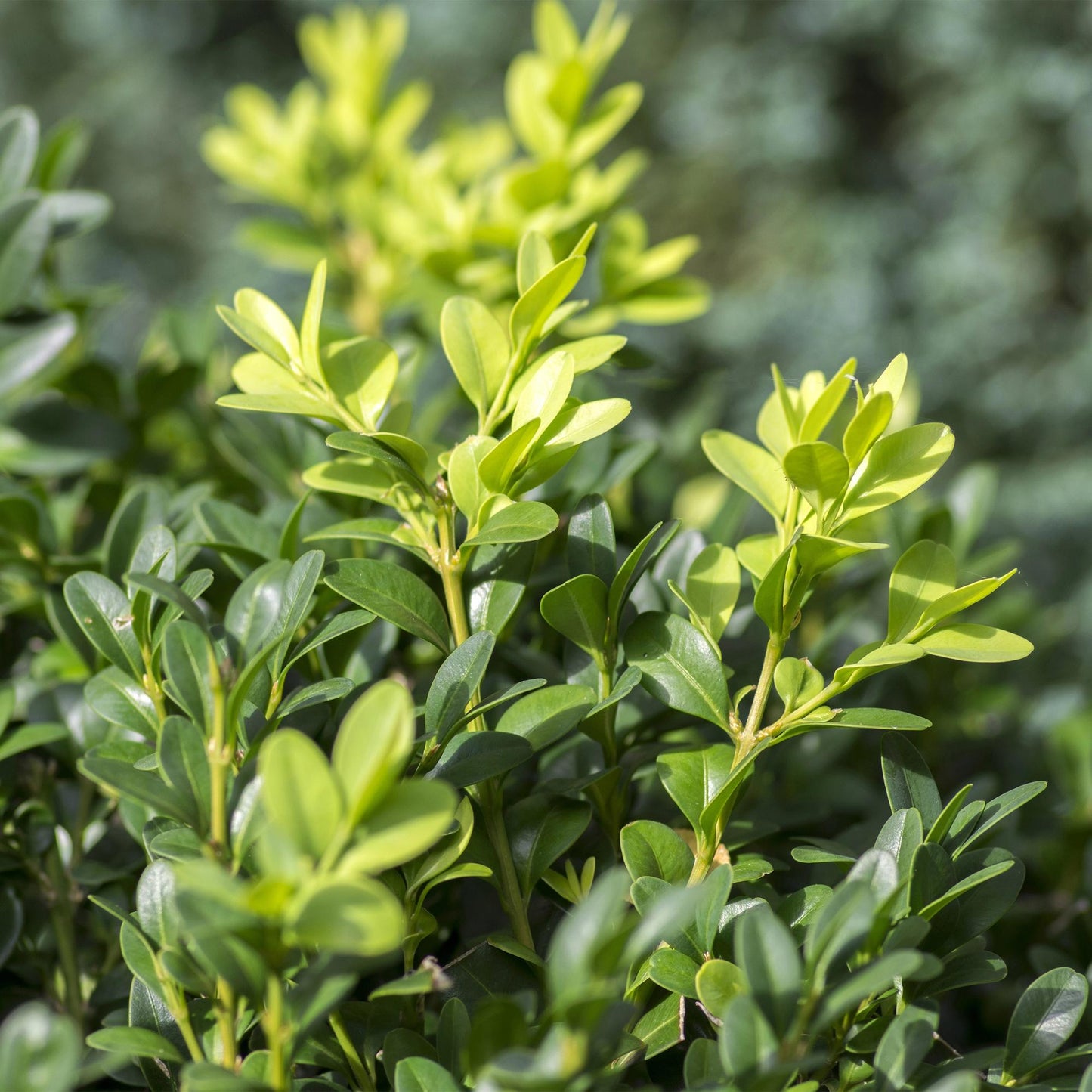 GreenboutiQ - Heckenpflanzen - Buxus sempervirens - Blatt grün - 6 Pflanzen - 1 laufender Meter - immergrün - Topf 17cm Höhe 45cm