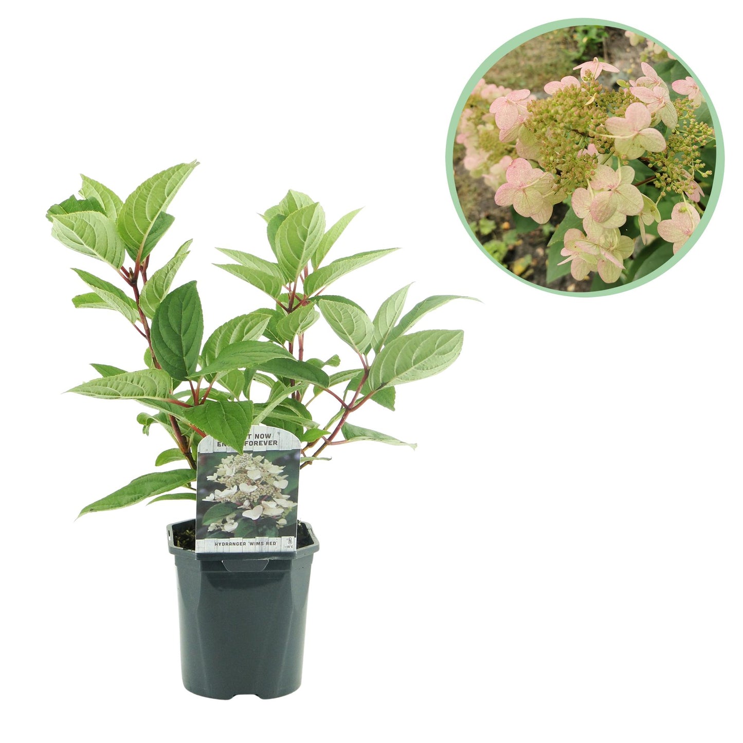 GreenboutiQ - Rispenhortensie - Hydrangea panniculata Wims Red - Blüte Weiß Rot - 1 Pflanze - Laubabwerfend - Große Blüten - Topf 17cm Höhe 50cm