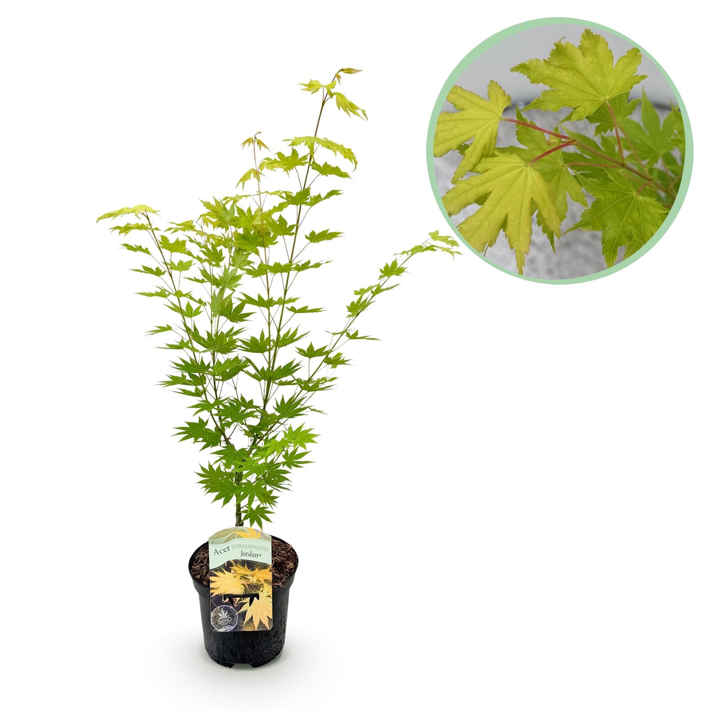 GreenboutiQ - Balkonpflanze - Japanischer Ahorn - Acer palmatum Jordan - Gelb - 1 Pflanze - Laubabwerfend - Topf 19cm Höhe 70cm