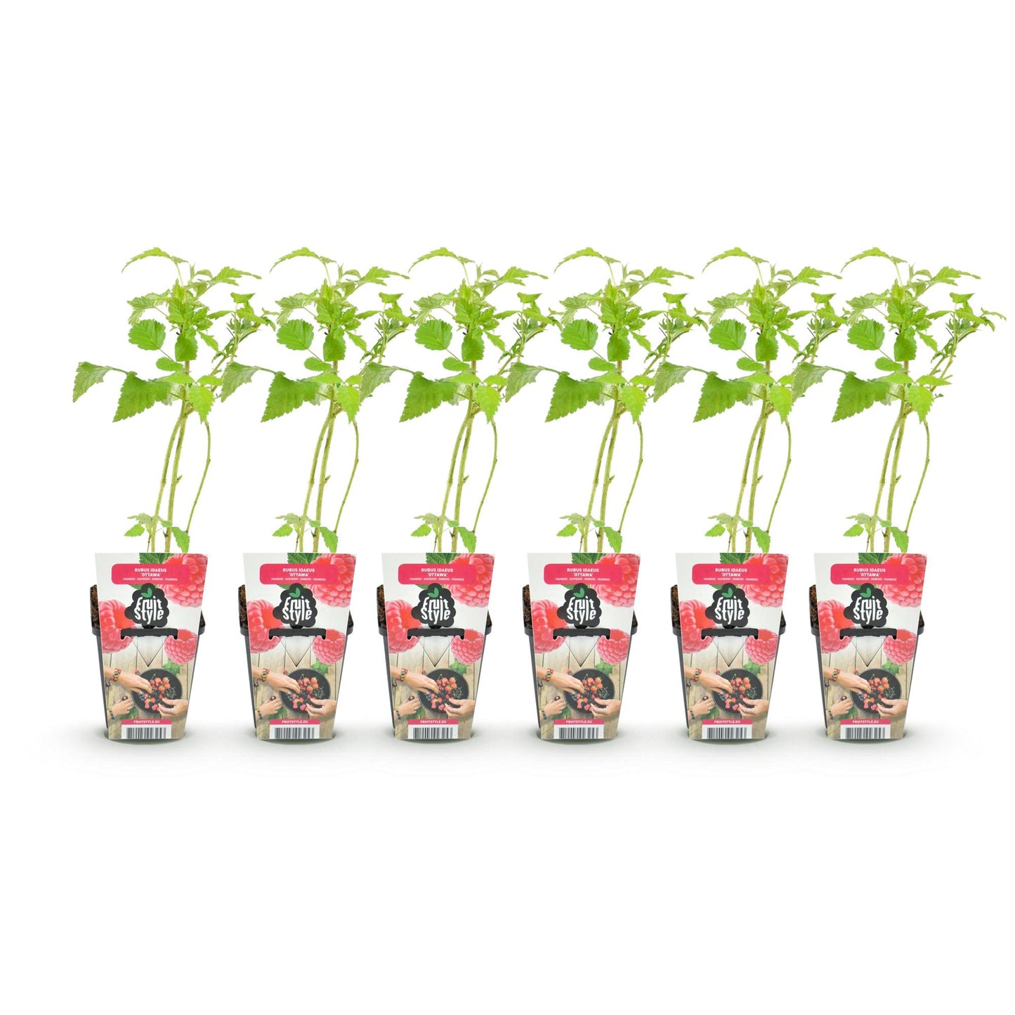 GreenboutiQ - Obstpflanzen - Himbeere - Rubus idaeus Ottawa - Winterhart - 6 Pflanzen - Topf 9 cm - Rote Himbeere