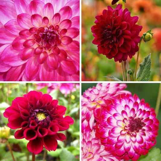 Flowerbulbs Amsterdam - Mix Outdoor Happiness, 12 Dahlien Little Robert & 12 Dahlien Heatwave knollen für 4 m²