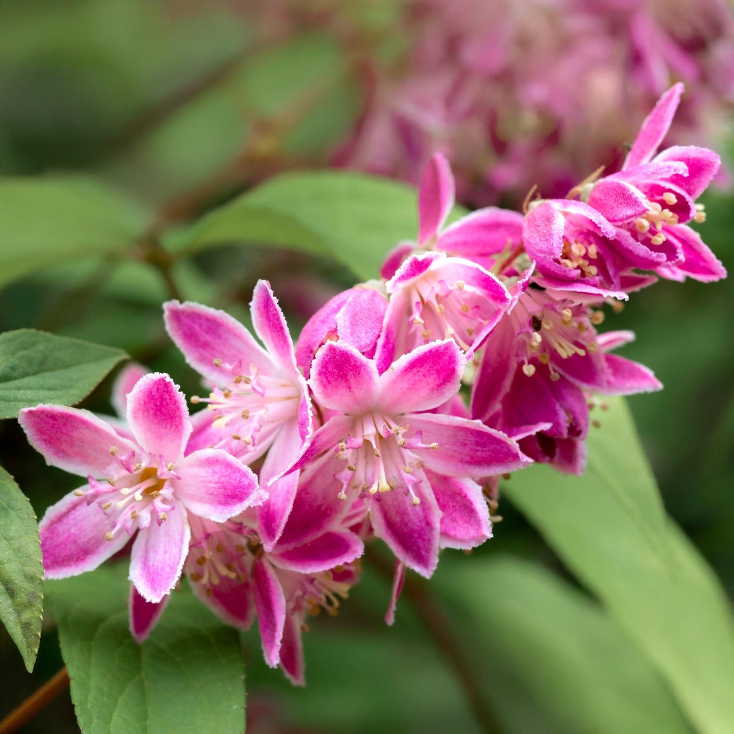 GreenboutiQ - Sträucher - Deutzia hybrida Strawbery Fields - Blüte Rosa - 1 Pflanze - Laubabwerfend - Wenig Pflege - Topf 17cm Höhe 45cm