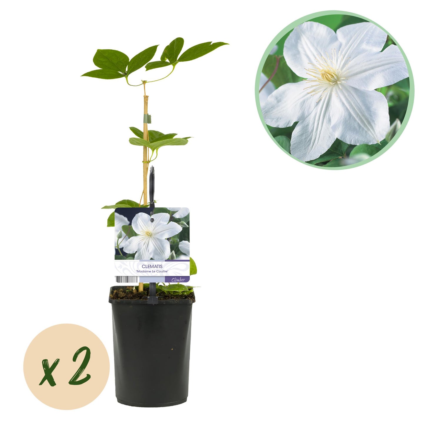 GreenboutiQ - Kletterpflanze - Clematis Madame Le Coultre - blühend weiß - Wenig Pflege - 2 Pflanzen - Topf 11cm Höhe 40cm