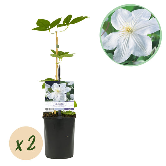 GreenboutiQ - Kletterpflanze - Clematis Madame Le Coultre - blühend weiß - Wenig Pflege - 2 Pflanzen - Topf 11cm Höhe 40cm