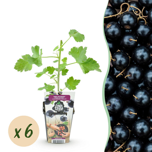 GreenboutiQ - Obstpflanzen - Jostabes - Ribes Jostabes - Winterhart - 6 Pflanzen - Topf 9 cm - Schwarze Johannisbeere
