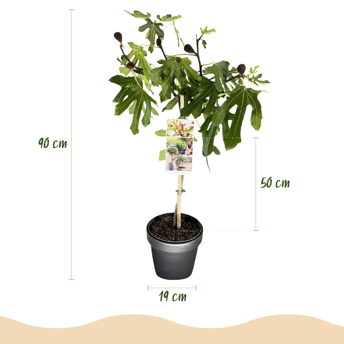 GreenboutiQ - Stamm Pflanze - Ficus carica Little Miss Figgy - Terrassen Pflanze - Laubabwerfend - Winterhart - Grüne Frucht - Topf 19cm Höhe 90cm