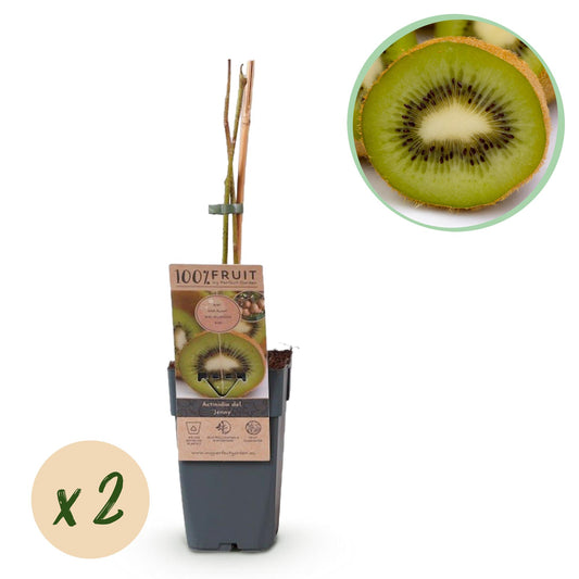 GreenboutiQ - Obstpflanze - Grüne Kiwi - Actinidia deliciosa Jenny - Grüne Frucht - 2 Pflanzen - Topf 15cm Höhe 50cm