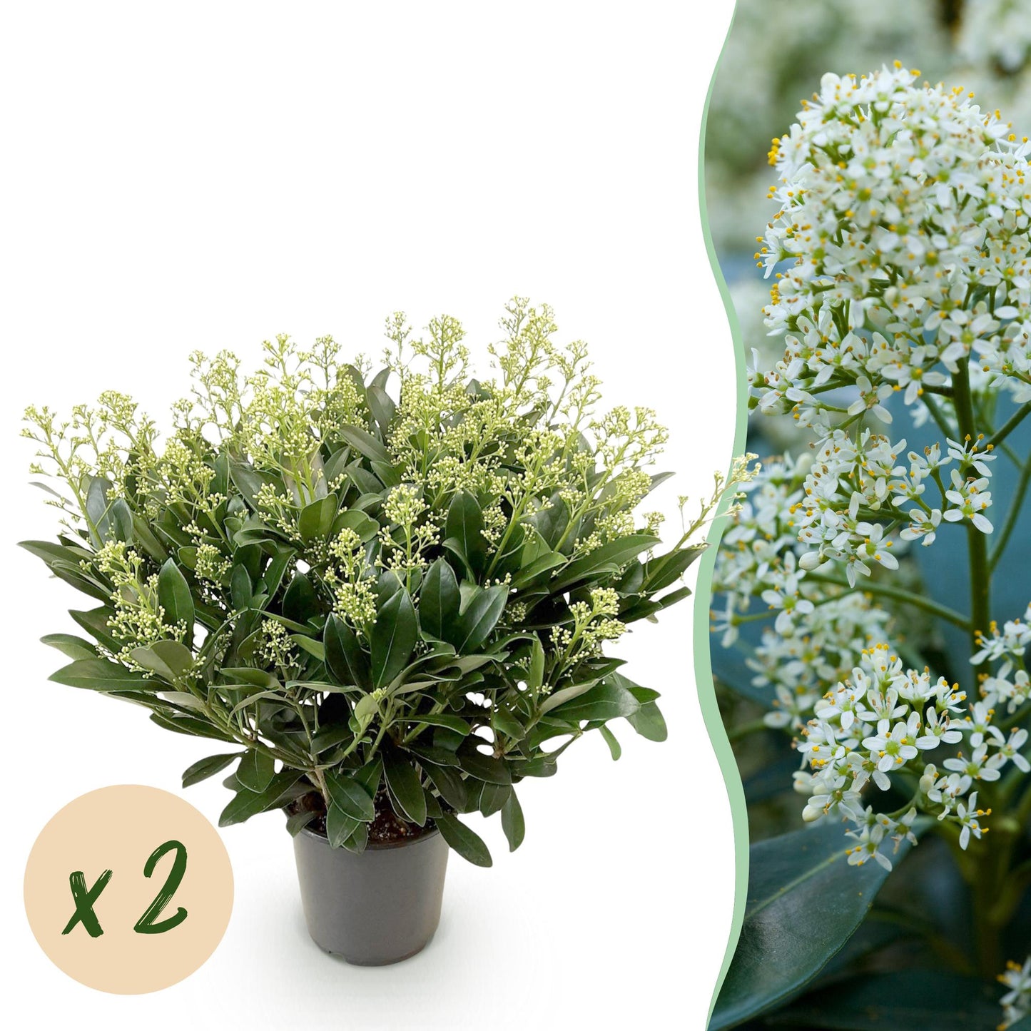 GreenboutiQ - Terrassenpflanze - Skimmia japonica Finchy - Blüte Weiß - 40+ Blumen - 2 Pflanzen - Winterhart - Topf 19cm Höhe 60cm