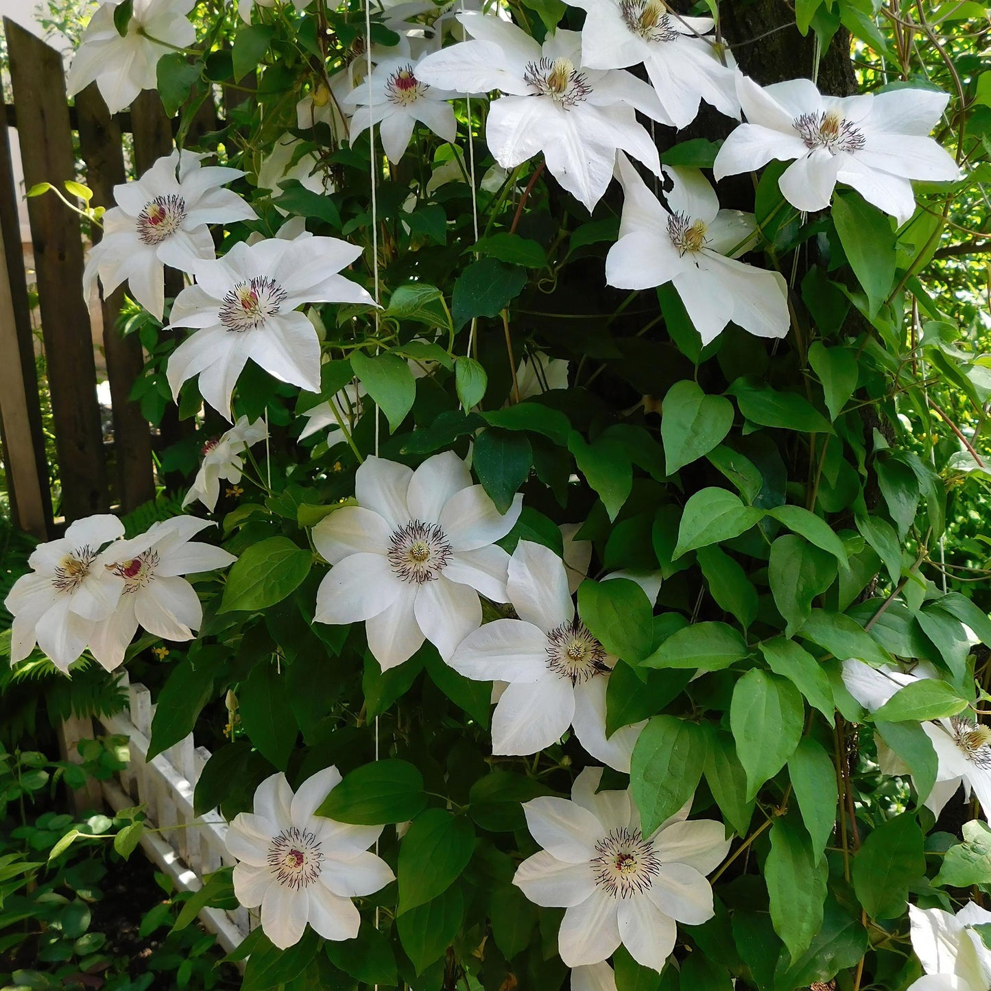 GreenboutiQ - Kletterpflanze - Clematis Miss Bateman - Blüte Rosa - Wenig Pflege - 2 Pflanzen - Topf 11cm Höhe 40cm