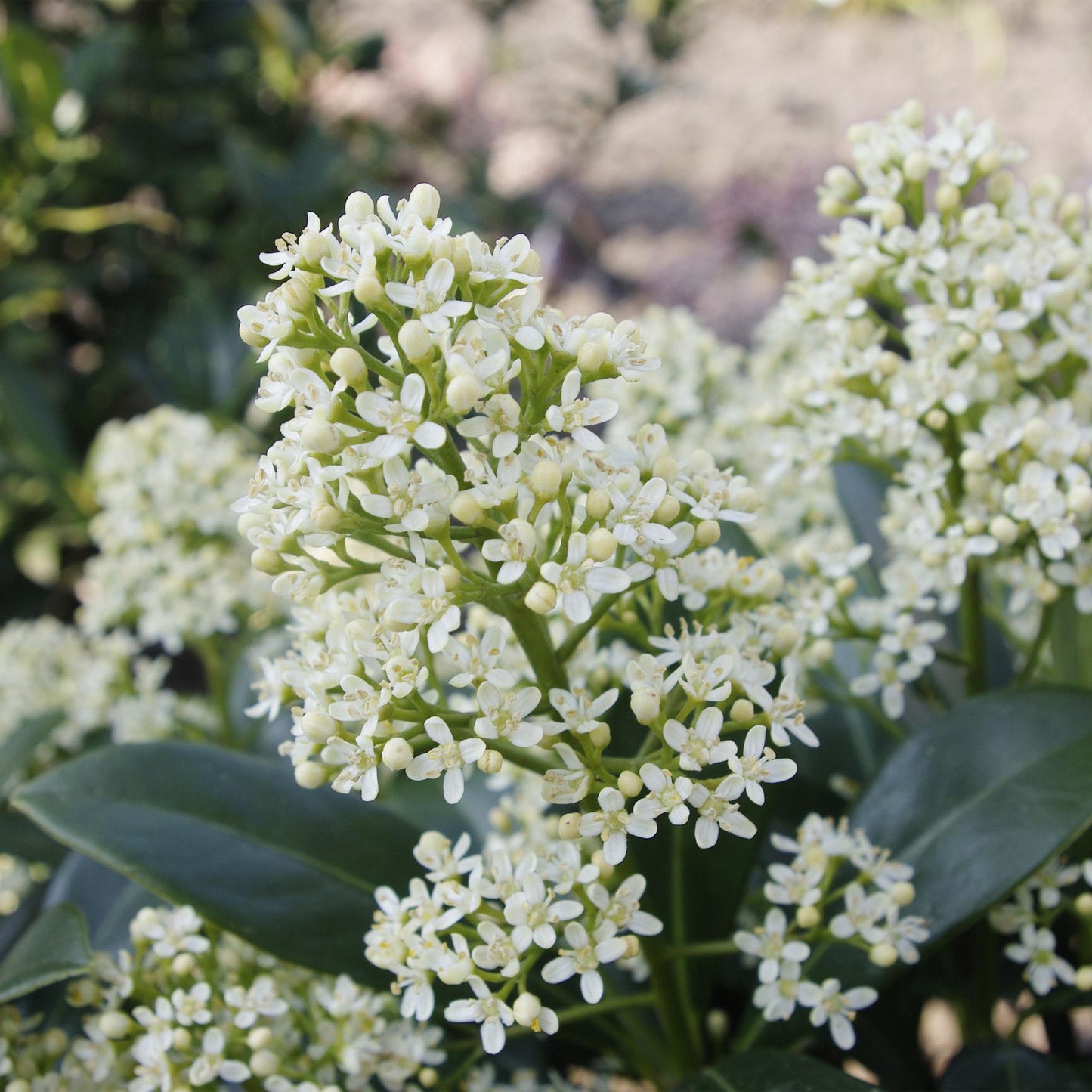 GreenboutiQ - Terrassenpflanze - Skimmia japonica Finchy - Blüte Weiß - 10+ Blumen - 3 Pflanzen - Winterhart - Topf 10,5cm Höhe 25cm