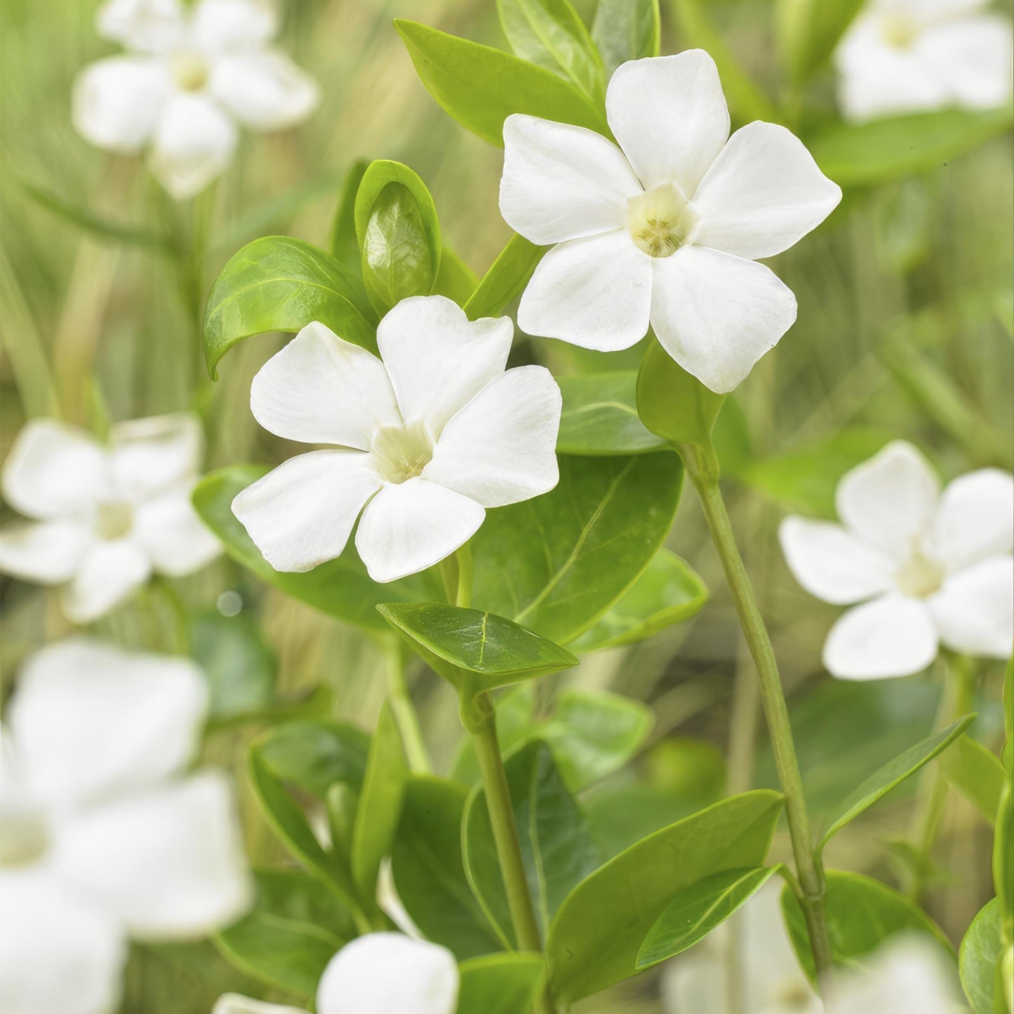 40x Vinca major 'Alba' - ↕10-25cm - Ø9cm