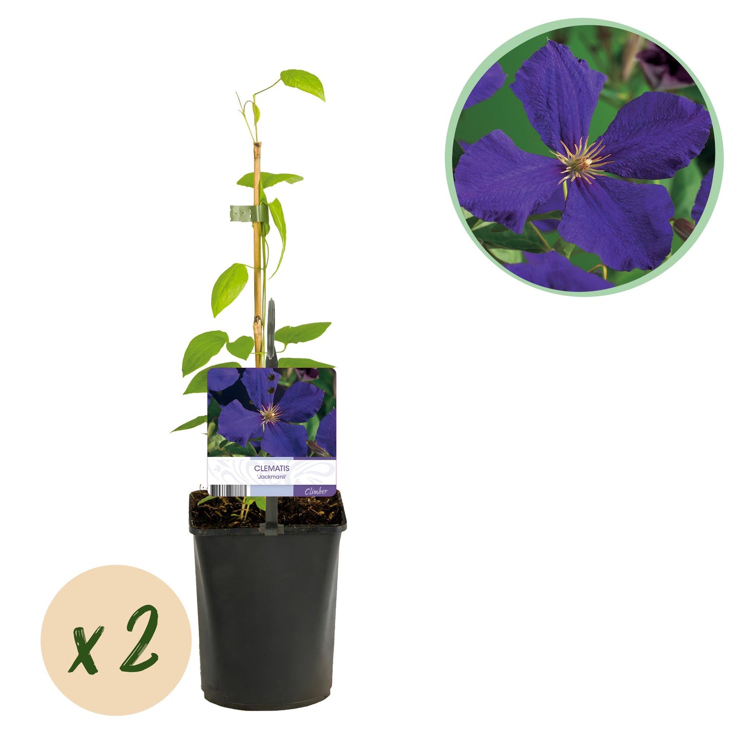 GreenboutiQ - Kletterpflanze - Clematis Jackmanii - Blüte Blau - Wenig Pflege - 2 Pflanzen - Topf 11cm Höhe 40cm