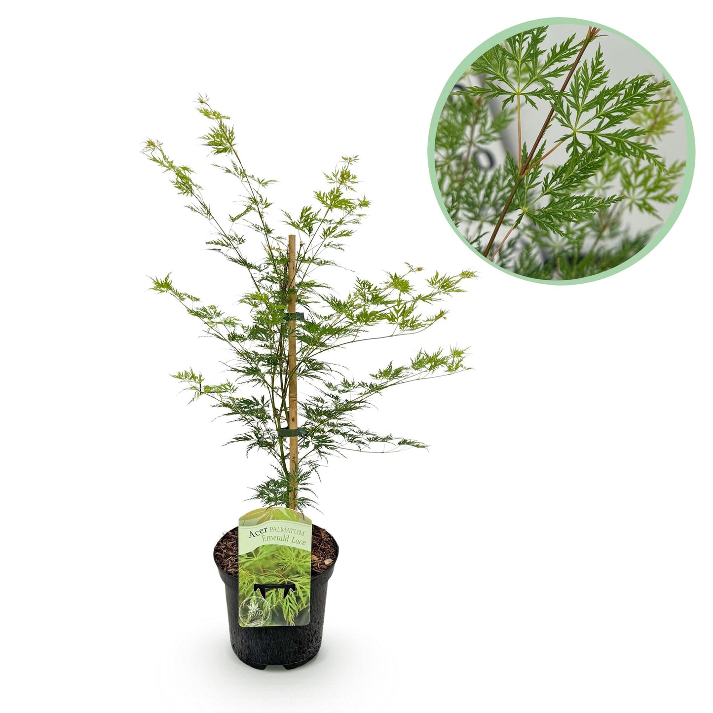 GreenboutiQ - Balkonpflanze - Japanischer Ahorn - Acer palmatum Emerald Lace - Grün - 1 Pflanze - Laubabwerfend - Topf 19cm Höhe 70cm