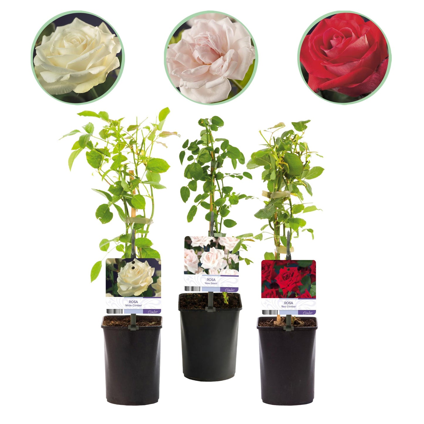 GreenboutiQ - Kletterrose - Rosa Tricolour - Blumen Rosa Weiß Rot - Geringer Pflegeaufwand - 3 Pflanzen - Topf 11cm Höhe 40cm