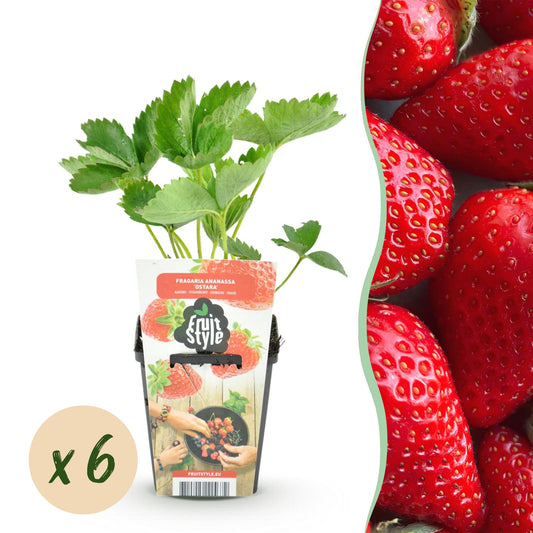 GreenboutiQ - Obstpflanzen - Erdbeere - Fragaria Elvira - Winterhart - 6 Pflanzen - Topf 9 cm - Rote Erdbeere