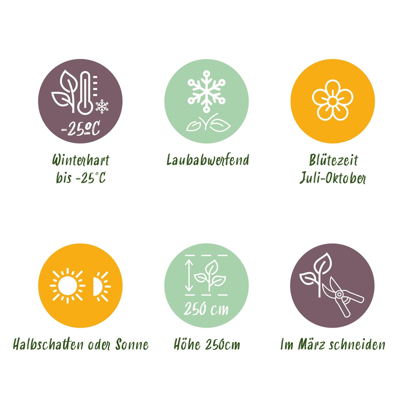 GreenboutiQ - Rispenhortensie - Hydrangea panniculata Limelight - Blüte Creme Weiß - 3 Pflanzen - 1 m2 - Laubabwerfend - Große Blüten - Topf 17cm Höhe 50cm