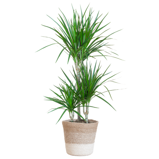 Dracaena Marginata mit weißem Lissabon-Korb - 95 cm - Ø21