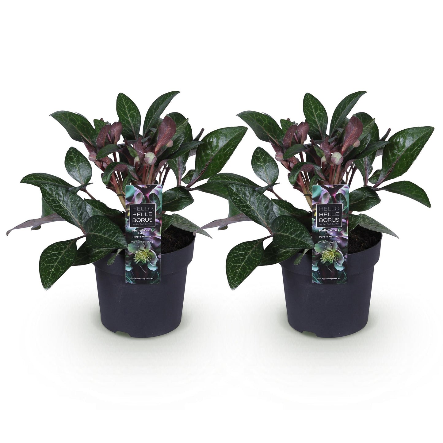 GreenboutiQ - Gartenpflanze - Lenzrose - Helleborus lividus Purple Marble - Lila Blüte - 2 Pflanzen - Immergrün - Topf 14cm Höhe 35cm