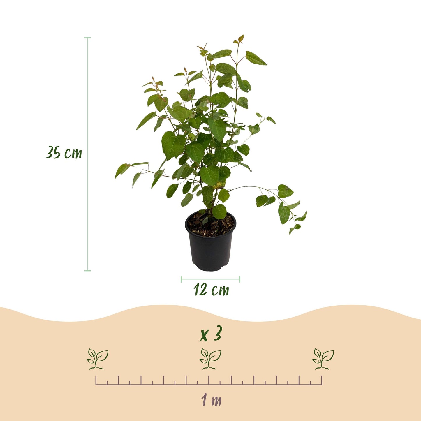 GreenboutiQ - Gartenpflanze - Cercidiphyllum japonicum - Grün 1 Pflanze - Laubabwerfend - Wenig Pflege - Topf 12cm Höhe 35cm