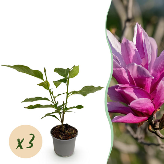 GreenboutiQ - Gartenpflanze - Magnolia liliiflora Nigra - Blüte Lila - 3 Pflanzen - Laubabwerfend - Wenig Pflege - Topf 12cm Höhe 30cm