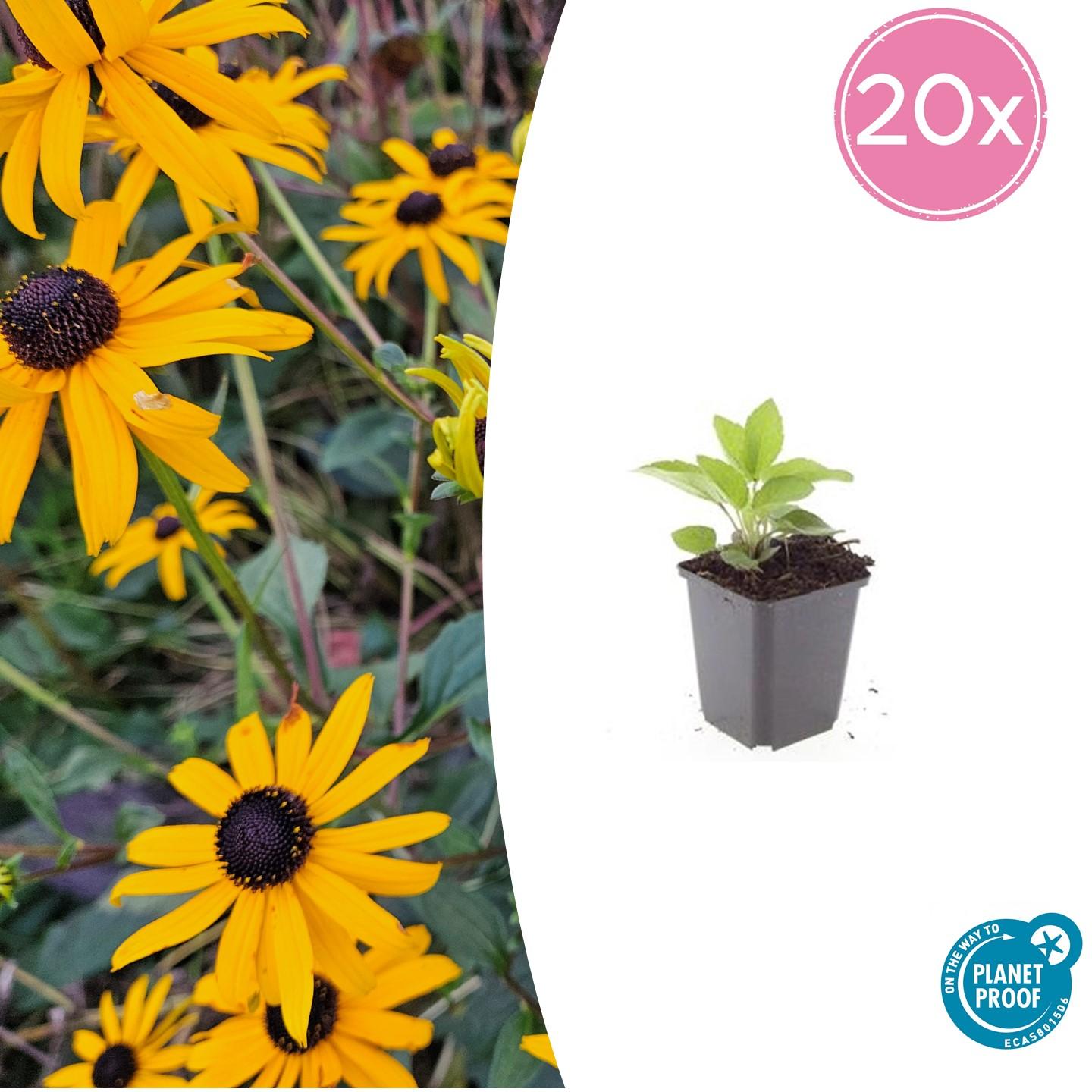 20x Rudbeckia fulgida 'Goldsturm' - ↕10-25cm - Ø9cm