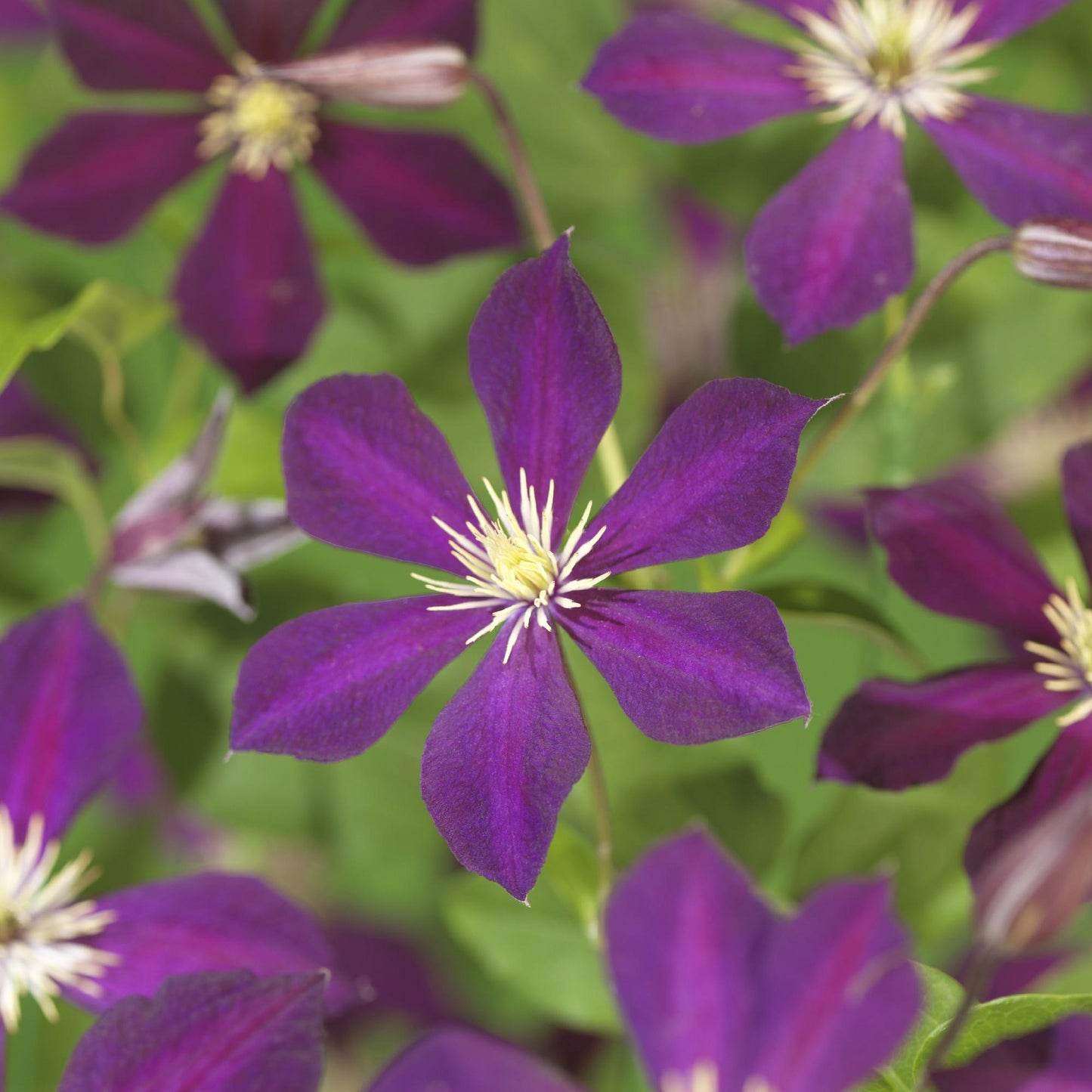 GreenboutiQ - Kletterpflanze - Clematis Mikelite - Blüte Lila - Wenig Pflege - 2 Pflanzen - Topf 11cm Höhe 40cm