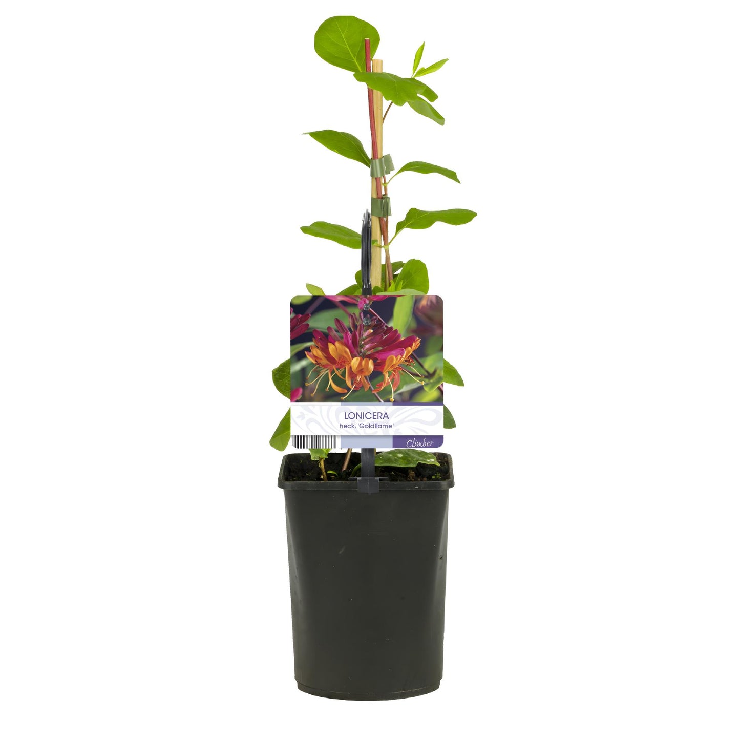 GreenboutiQ - Geißblatt - Lonicera heckrottii Goldflame - Blüten Rosa mit Gelb - wenig Pflege - 2 Pflanzen - Topf 11cm Höhe 40cm