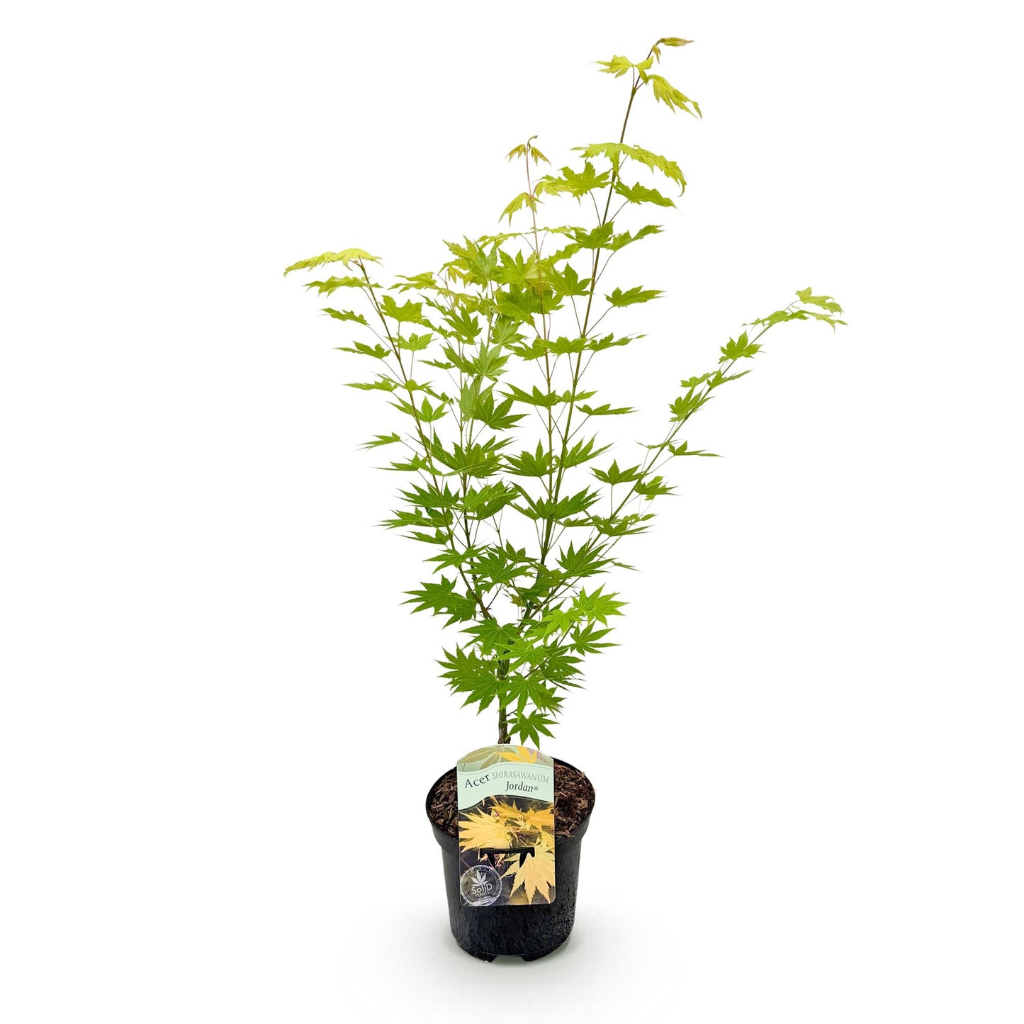 GreenboutiQ - Balkonpflanze - Japanischer Ahorn - Acer palmatum Jordan - Gelb - 1 Pflanze - Laubabwerfend - Topf 19cm Höhe 70cm
